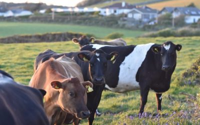 Modular Transport System for Meat