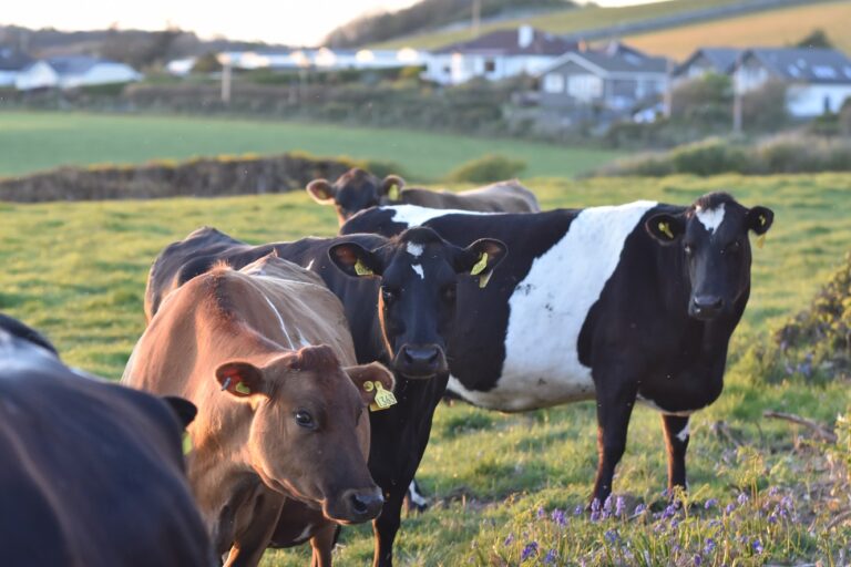 Modular Transport System for Meat