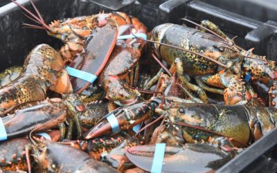 Shellfish Transport System