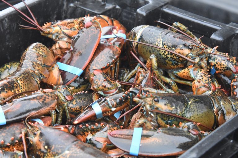 Shellfish Transport System