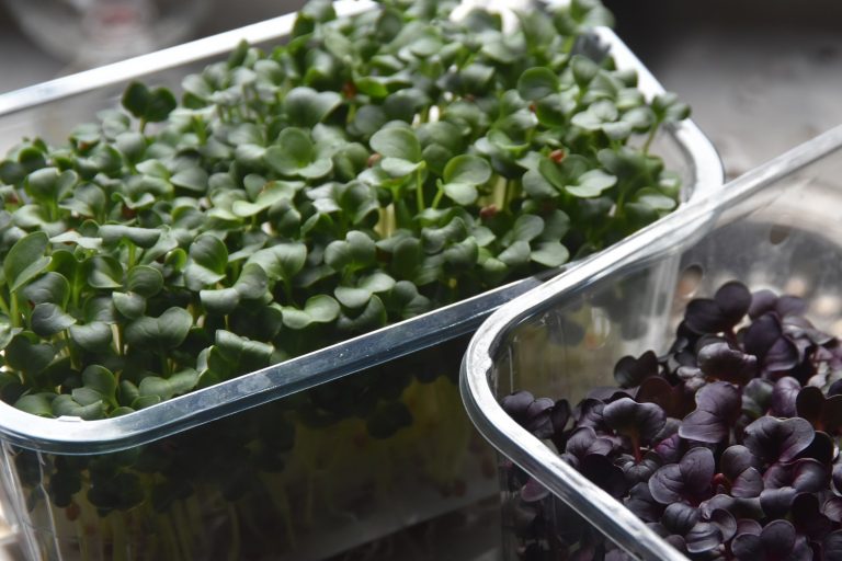 Easy Grow Microgreens