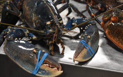 Taurus Lobster Incubator